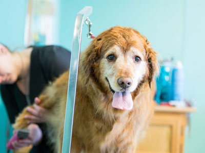 Canine Cleaners Lakeville, MN - Dog being groomed